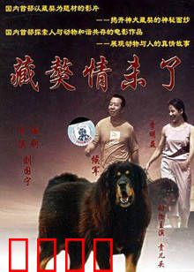 藏獒情未了：忠犬护主情缘