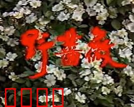 野蔷薇：逆境绽放